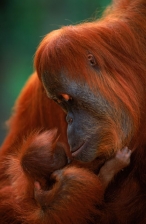 AFFECTIONATE;ASIA;BABY;ENDANGERED;FAMILIES;GREAT_APES;HAIR;HORIZONTAL;INDONESIA;